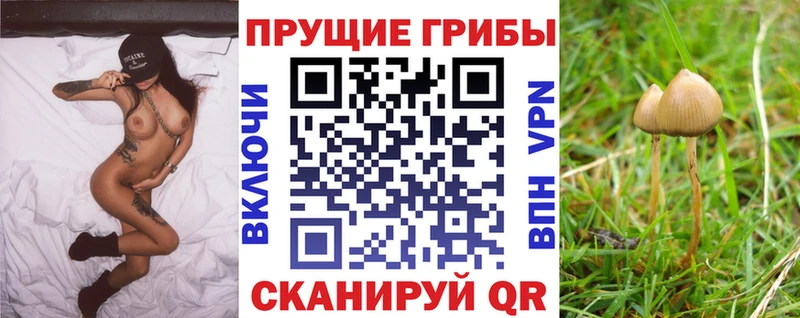 Купить где  Дубовка  Галлюциногенные грибы Psilocybe 